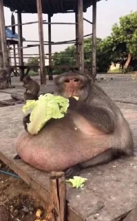 🥬