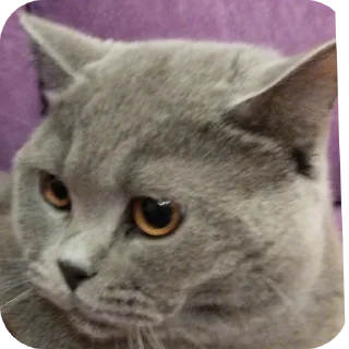 🐱