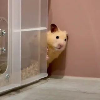 🐹