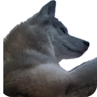 🐱