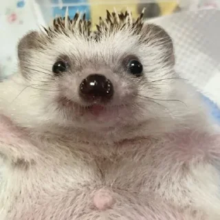 🦔
