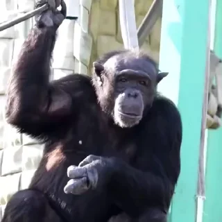 🐵