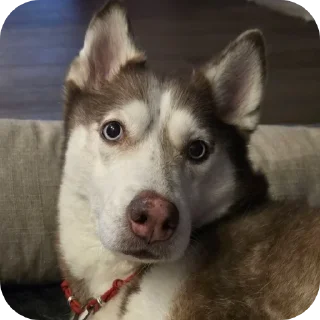 🐶