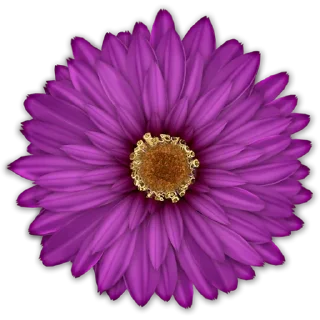 🌸
