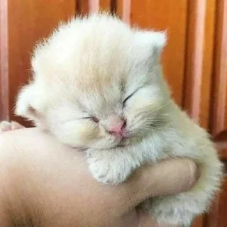 😴