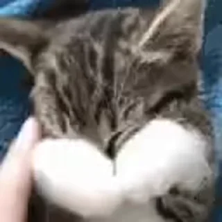 🙈