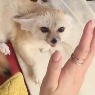 🦊