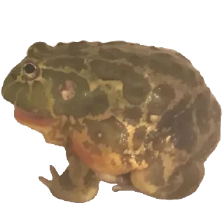 🐸