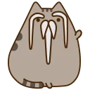 🐱