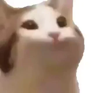 😸