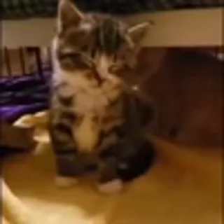 🐈‍⬛
