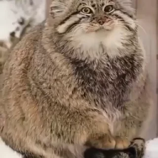 🥶