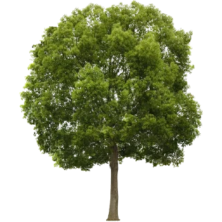 🌳