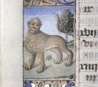 🦁