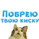🐱