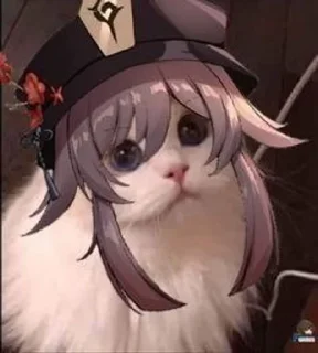 😽