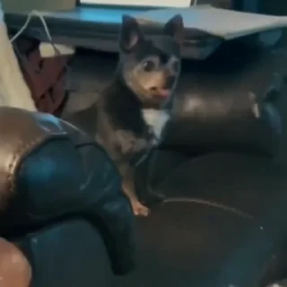 🐩