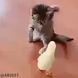 😾