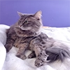 CatMaine Chan