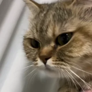🐾