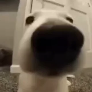 👃