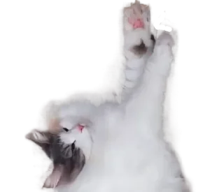 🐈