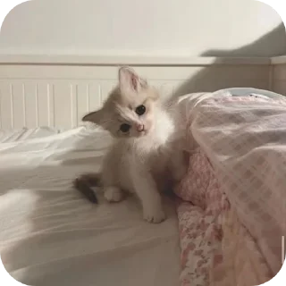 🐱