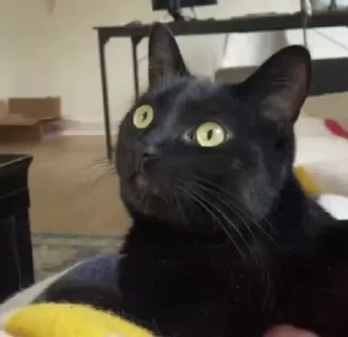 🐈‍⬛️