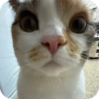 🐱