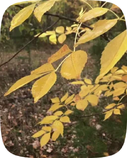 🍁