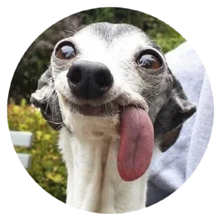 Stupid Dogs @stickersb2b