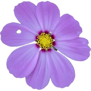 🌸