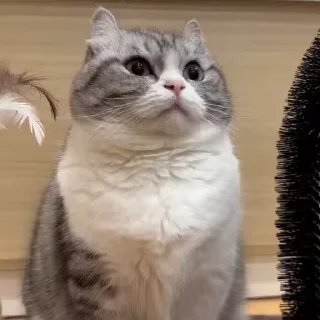 🦟