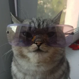 😎