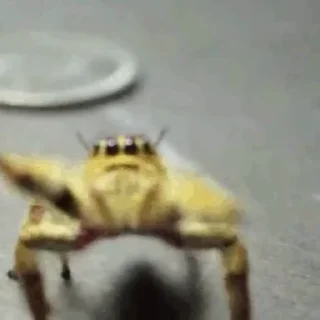 🕷