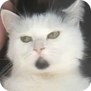 🐱