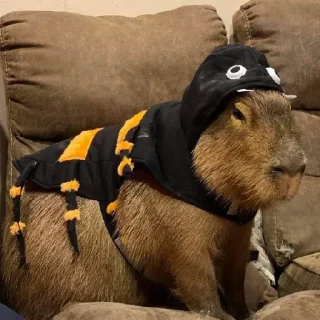 🦦