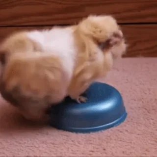 🐹