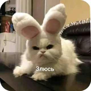 🐱