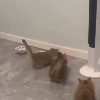 🐈