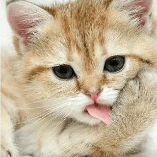 😺
