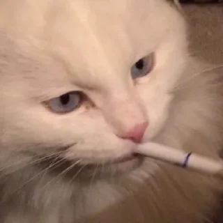 🚬