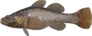 🐟