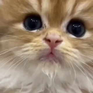 😺
