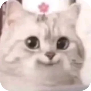 🐱