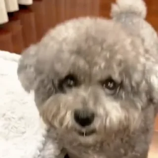 🐩