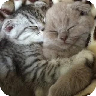 😻