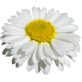 🌼