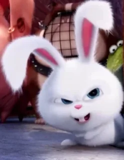 🐰