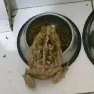 🐸